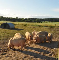 Our free range Middle White pigs