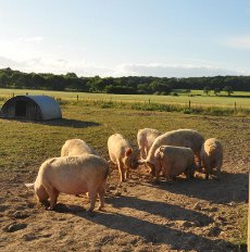 Our free range Middle White pigs